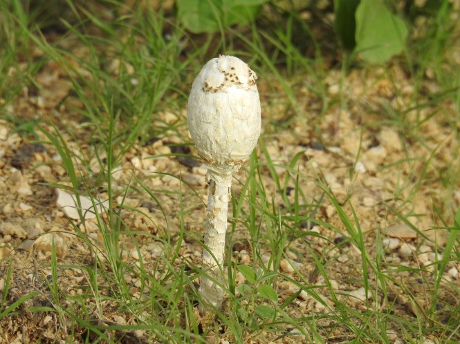 mushroom